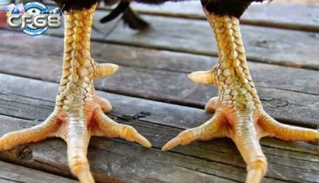Vảy Gà Chọi Độc - Bí Quyết Nhận Diện Gà Thắng Cuộc