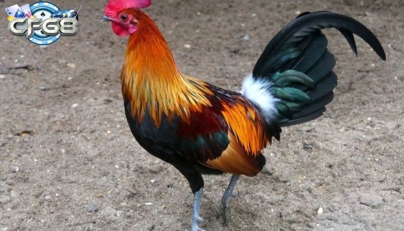 Cách ứng dụng thực tế