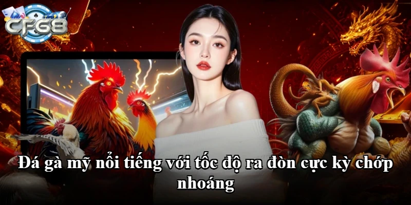 Đá gà mỹ nổi tiếng với tốc độ ra đòn cực kỳ chớp nhoáng