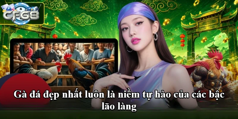 Gà đá đẹp nhất luôn là niềm tự hào của các bậc lão làng