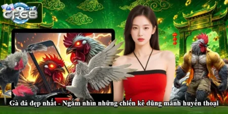 Gà đá đẹp nhất - Ngắm nhìn những chiến kê dũng mãnh huyền thoại